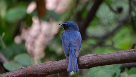 Visto-Desde-Atrás-Mirando-Hacia-La-Izquierda-Mientras-La-Cámara-Se-Aleja,-Papamoscas-Azul-Indochino-Cyornis-Sumatrensis-Macho,-Tailandia