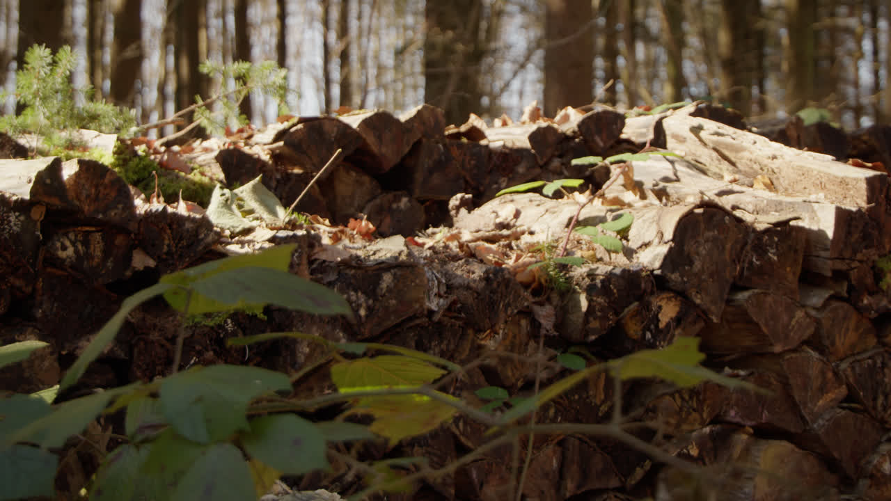Stack with old cut logs lies in the forest. In the foreground green leaves wobble in the wind. The sun casts light on wood and leaves. The forest in the background is in shadow.