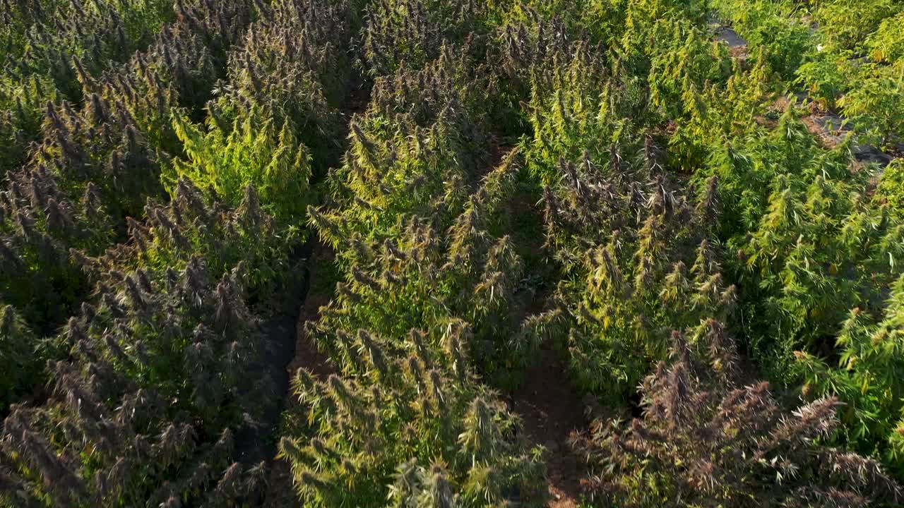 vista aérea de un campo de cáñamo que se cosechará para la producción de aceite de cbd en el sur de oregon