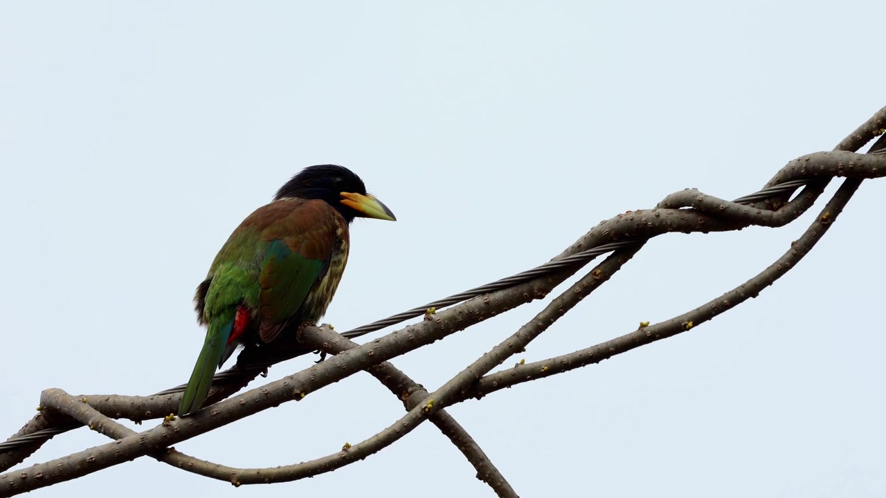 Great barbet (Psilopogon virens) perched calmly on an electric cable during a cold winter morning in Himachal Pradesh, India.