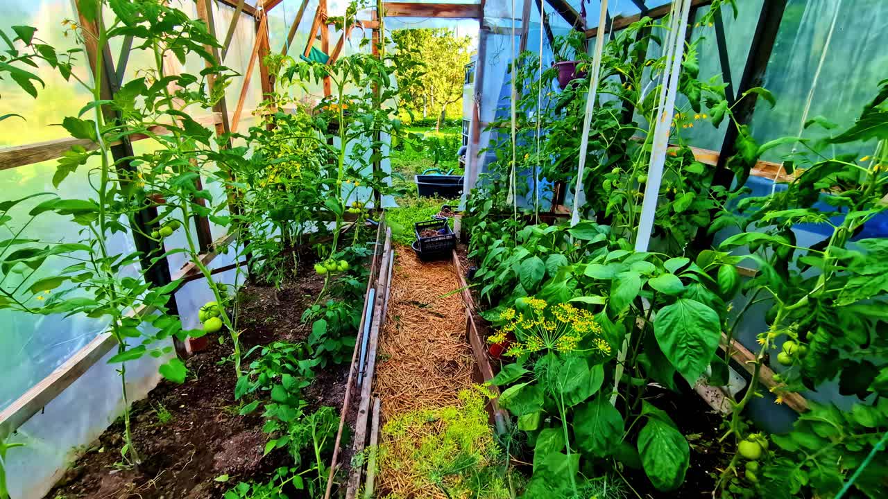 Point of view strolling through a greenhouse where tomatoes grow, captured in calm slow motion