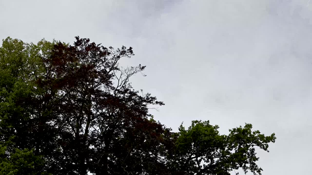 전경에 나무가 있는 하늘을 가로질러 돌진하는 구름의 시간 경과