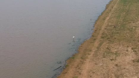 Igrit-Bird-Feeding-In-Water