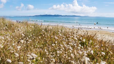 close up of blooming grasses and plants on sandy beach of maitai bay during summer - blue ocean in background - new zealand trip in summertime