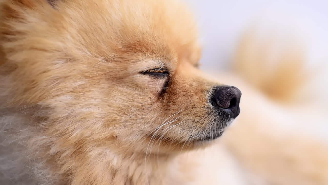 Small pomeranian spitz blinking and looking around. Close up shot at sunlight. Slow motion