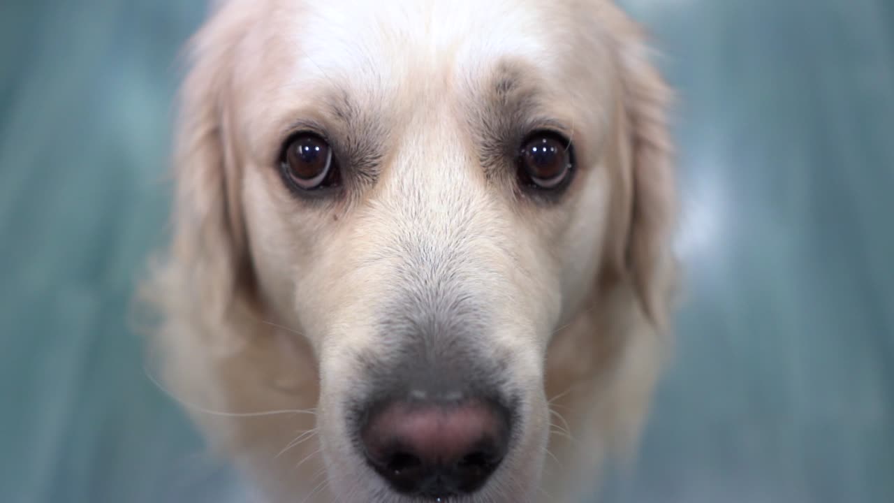 래브라도 카메라를 보고입니다. 행복의 표현