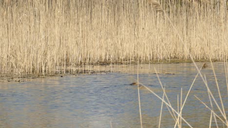 Hippo-Swimming-On-Lake-With-Golden-Tall-Grasses-At-Summer