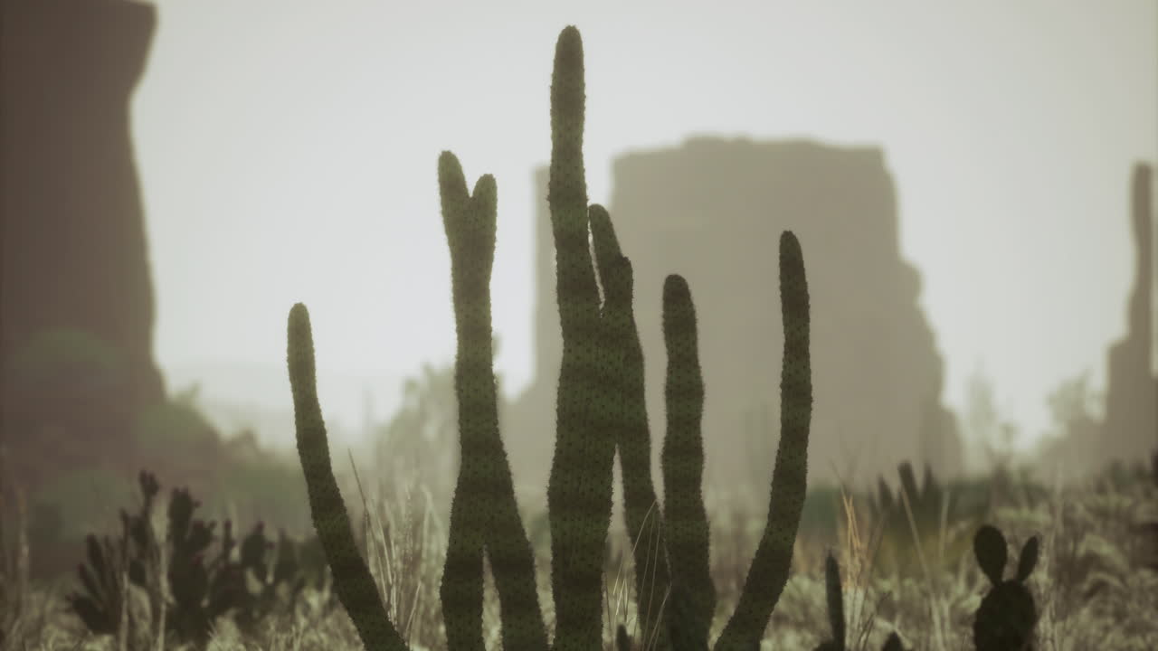 Silhouette of cacti against a desert landscape during golden hour