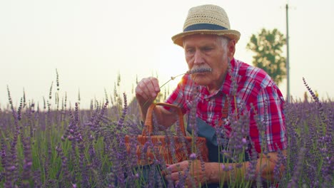 Anciano-Abuelo-Granjero-Cultivando-Plantas-De-Lavanda-En-El-Campo-Del-Jardín-De-Hierbas,-Negocio-Ecológico-Agrícola