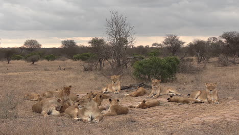 Manada-De-Leones-En-La-Sabana-Africana