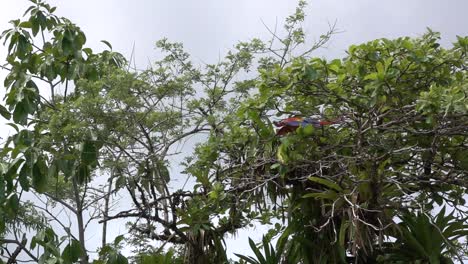 una guacamaya roja vuela a cámara lenta en la selva tropical de costa rica