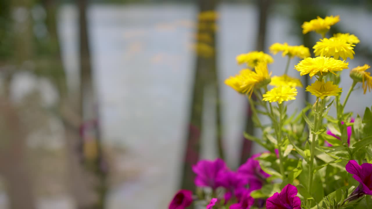 un primer plano de hermosas flores amarillas en el jardín