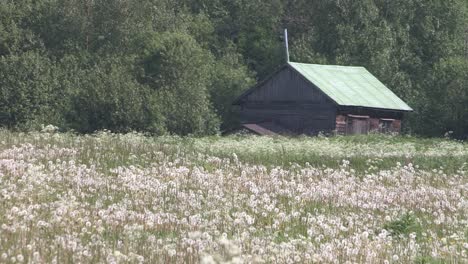 hut and meadow with blowballs in southern finland