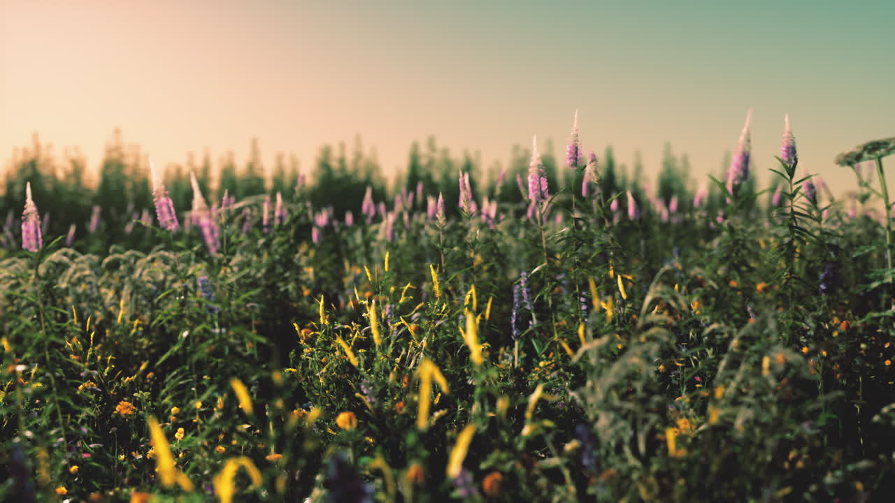 prado de primavera con flores en la puesta de sol