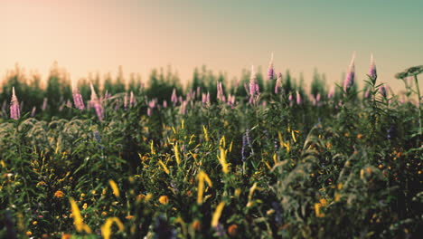 Spring-meadow-with-flowers-on-sunset