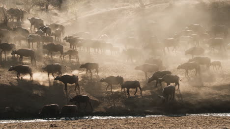 Herd-Of-African-Buffalos-Migrating-On-Sandy-Landscape,-Creating-Dust-In-Africa