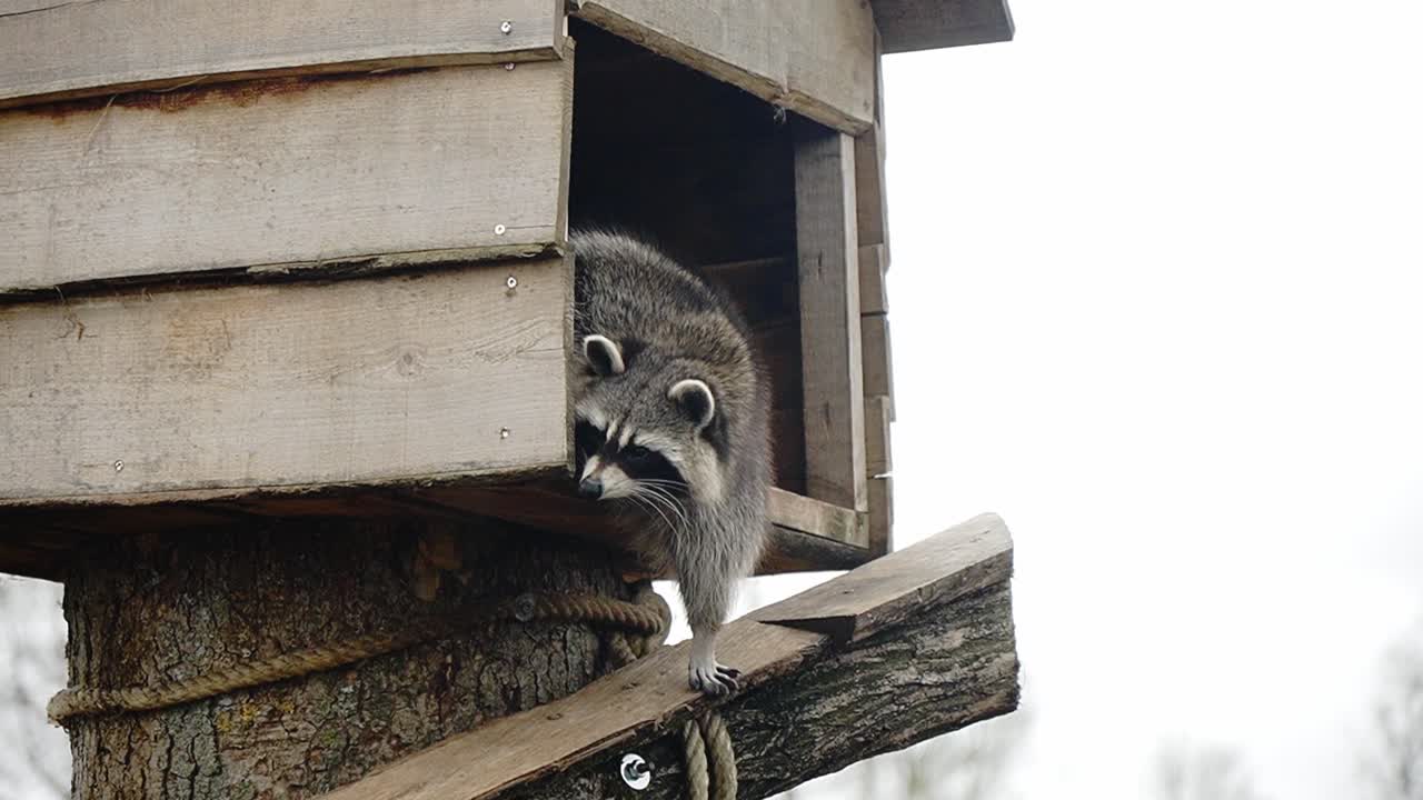 un pequeño mapache lindo en una pequeña casa de madera en un parque animal