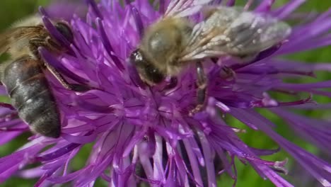 couple of honey bees collecting pollen on purple flower in sun