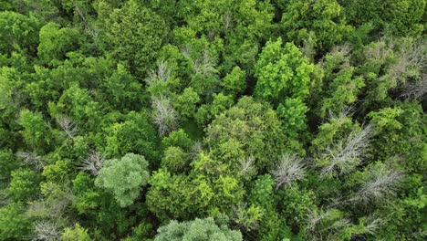 flying over lush green tree tops in the forest - drone shot