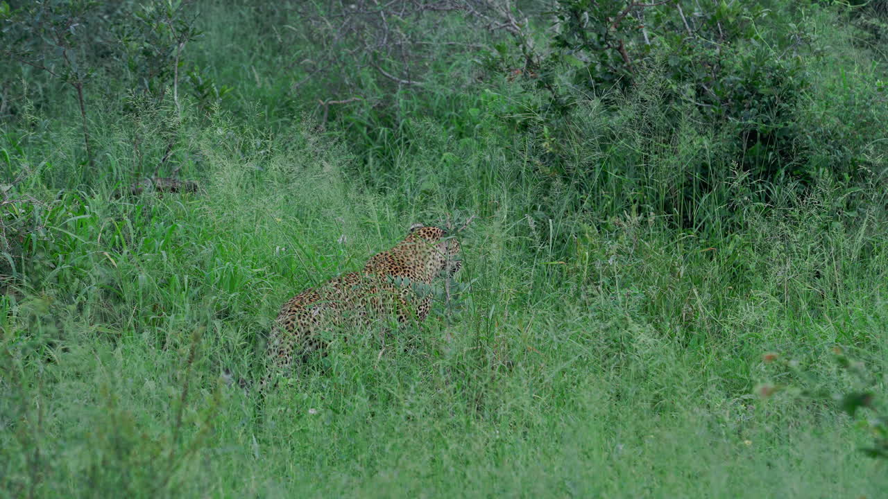 Çimenlerde Leopar