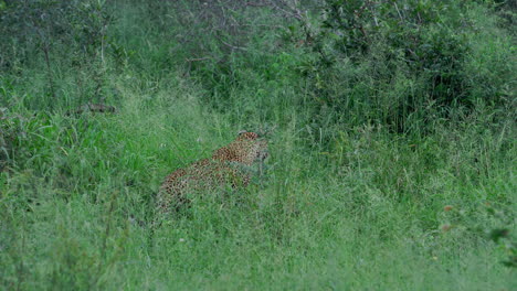 leopard in the grass
