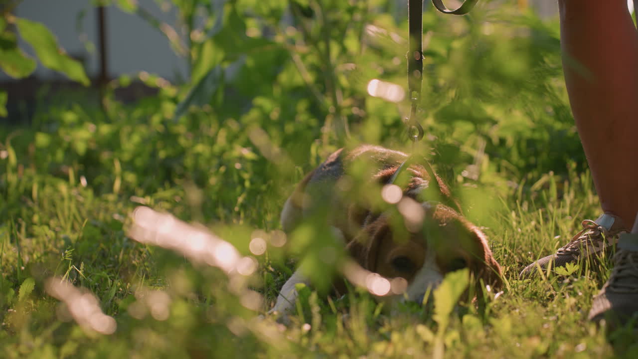 잔디에 낮게 누워있는 갈색 개, 에 서있는 사람의 에, 은 초록색 배경으로 빛으로 목욕, 개는 자연에 둘러싸여 편안하고 호기심이 있습니다.