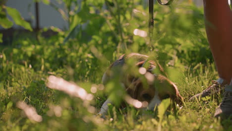 perro marrón en la correa acostado bajo en el campo de hierba al lado de la persona de pie, bañado en la luz del sol con un fondo verde exuberante, el perro parece relajado y curioso, rodeado de naturaleza