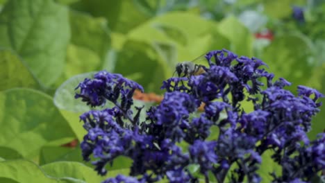 close up of a bumblebee flying around and collecting pollen from flowers during a bright summer day