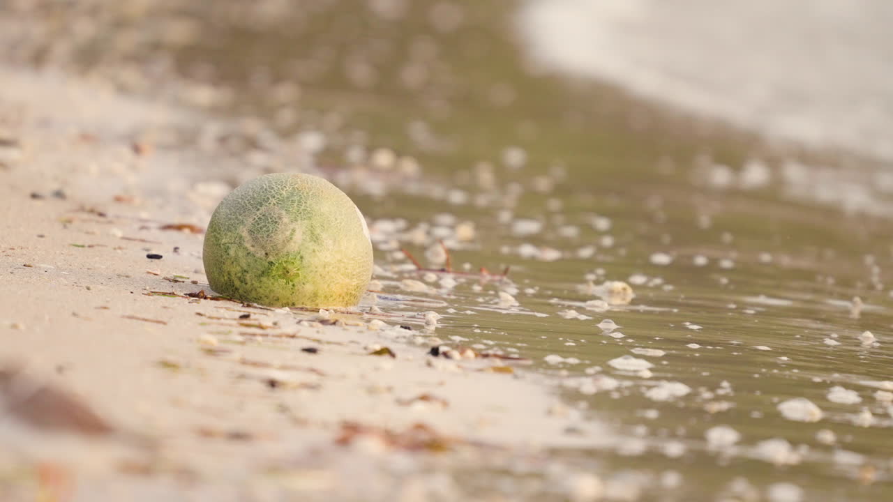 Green Ball Washed Ashore on a Sandy Beach