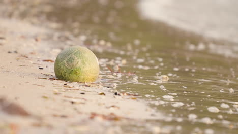 green ball washed ashore on a sandy beach