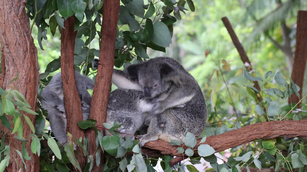 el koala se mueve y descansa entre las ramas del eucalipto