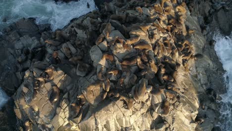 colony of south american sea lions resting on coastal cliffs of chile