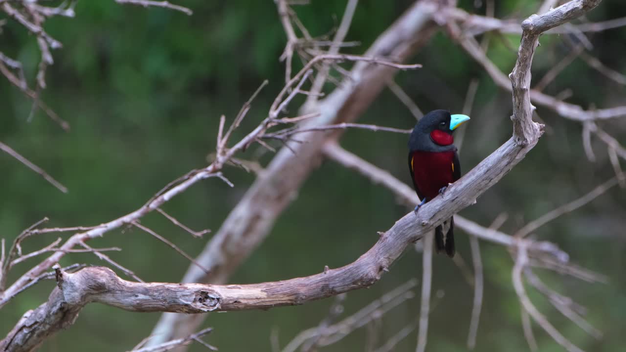 visto en el lado derecho posado en una rama desnuda mientras mira a su alrededor, pico ancho negro y rojo, cymbirhynchus macrorhynchos, parque nacional kaeng krachan, tailandia