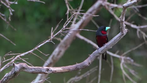 Auf-Der-Rechten-Seite-Zu-Sehen,-Auf-Einem-Kahlen-Ast-Sitzend,-Während-Man-Sich-Umschaut,-Schwarz-roter-Breitschnabel,-Cymbirhynchus-Macrorhynchos,-Kaeng-krachan-nationalpark,-Thailand