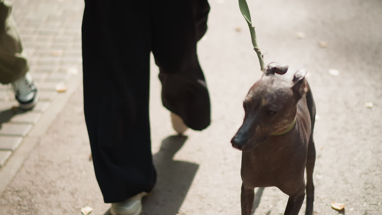 Frontal Confident Hairless Dog Walking Toward Camera On Sunlit Path. Upright Stride And Alert Ears With Owner Close By, Warm Tonal Palette And Candid Motion Capture For Lifestyle, Advertising, And Pet