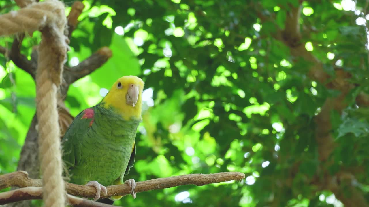 Yellow Headed Amazon Parrot on a Branch