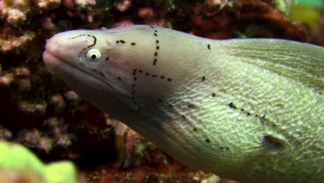 juvenile peppered moray eel with characteristic face pattern consisting of several rows of dark dots