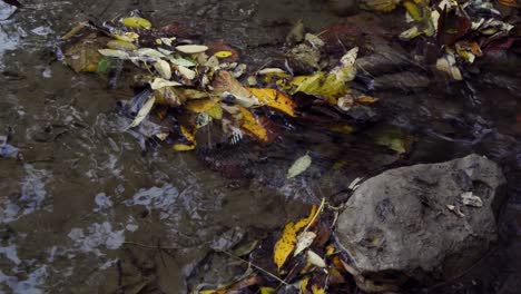 small gentle river flowing past a rock, autumn leaves on the surface