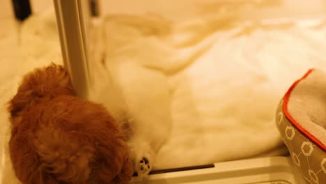 two puppies playing and exploring together indoors