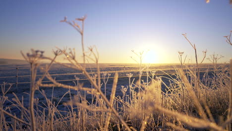 Close-up-of-winter-heavy-frost-on-plants-over-country-field-low-sun-4K