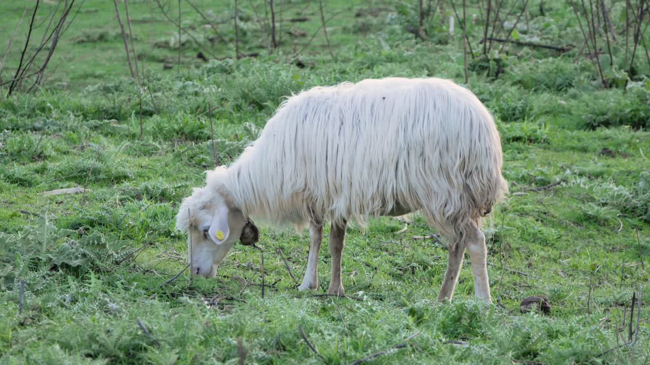 이탈리아 사르데냐의 푸른 목초지에서 혼자 풀을 뜯고 있는 양