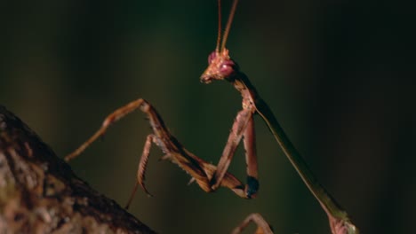 extreme closeup of a praying mantis as it cleans and walks up the tree trunk