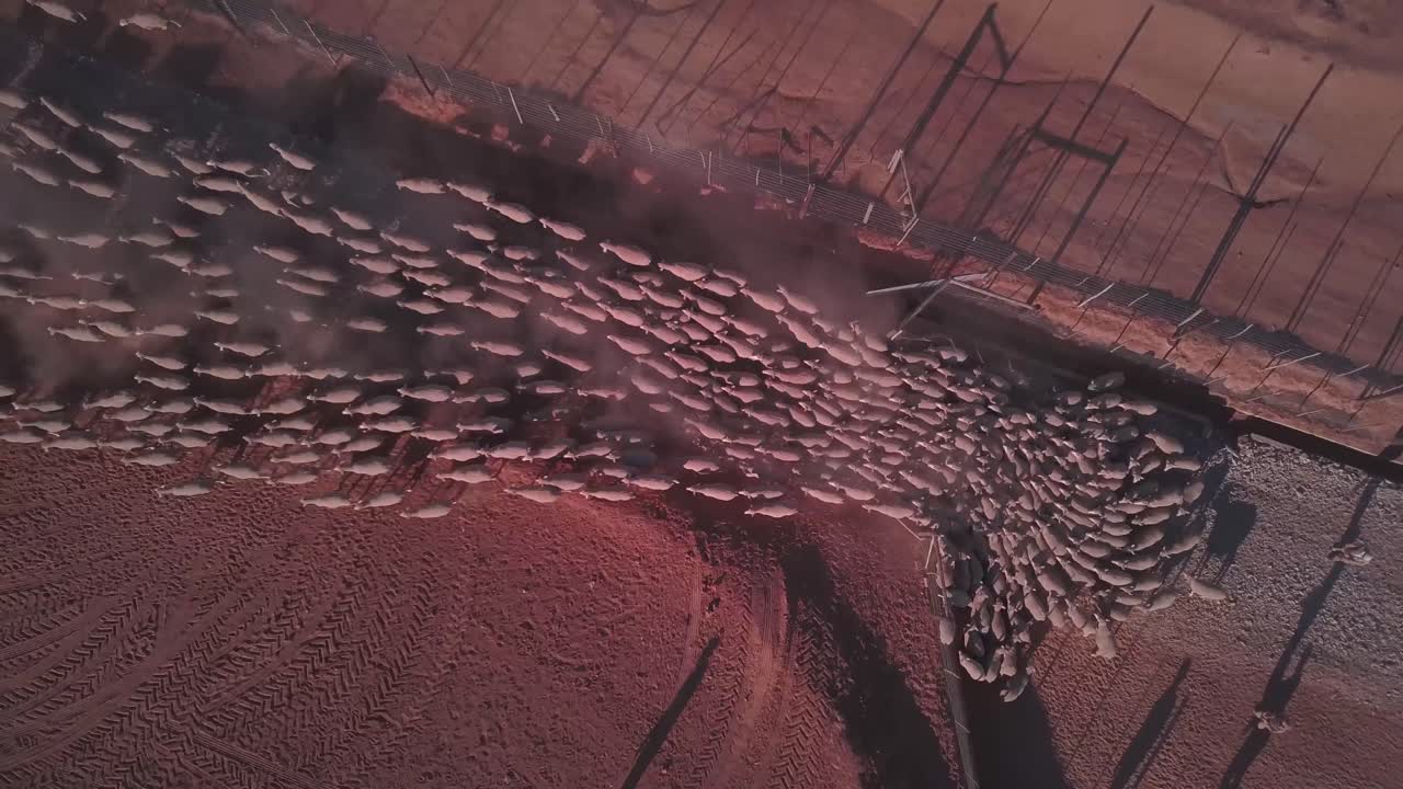 video de avión no tripulado de ovejas siendo pastoreadas por agricultores en la granja