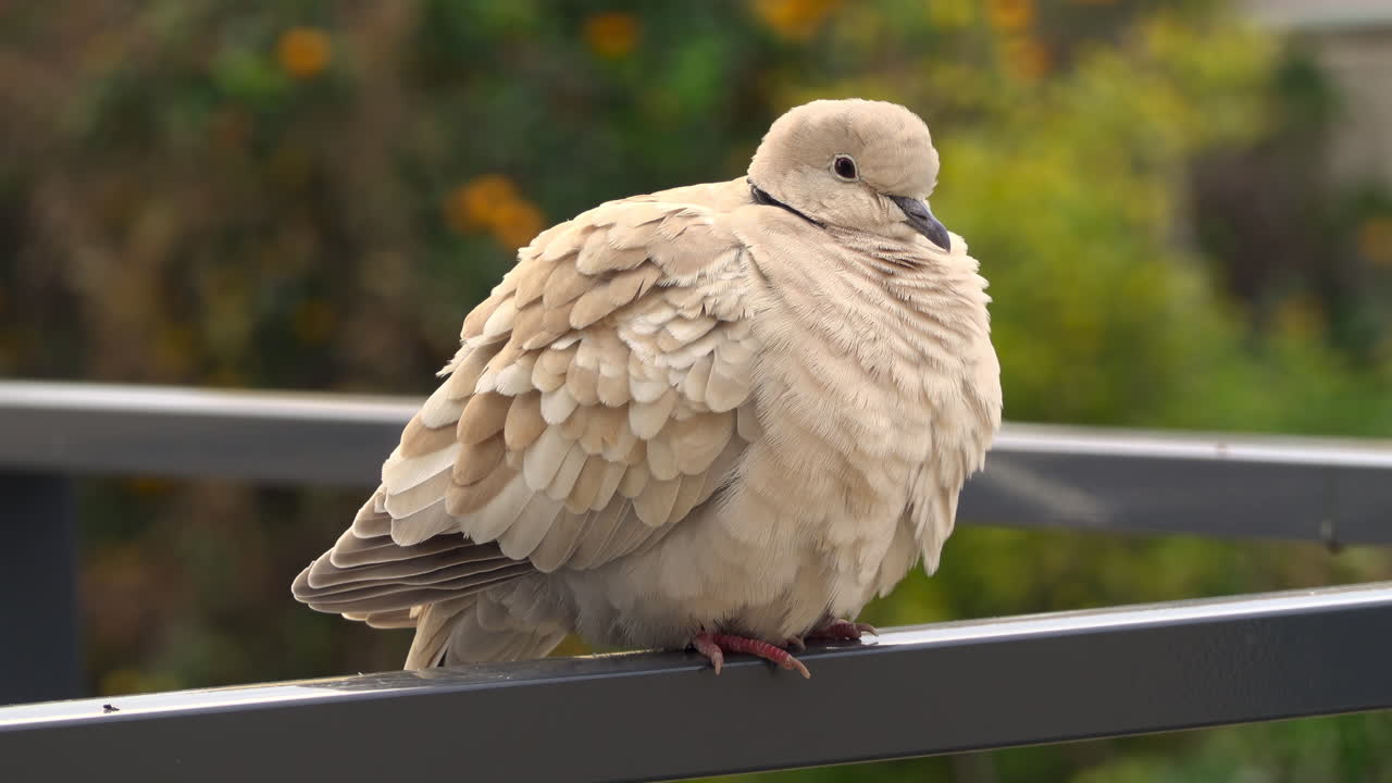 Close up of a fluffy dove sitting on a grey railing with a blurred background