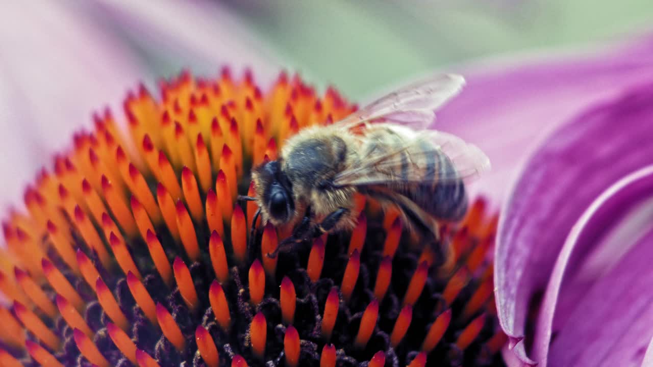 abeja melífera recolecta polen de una flor de cono púrpura y naranja