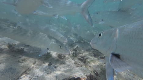 school of bonefish swimming underwater in clear, shallow tropical waters