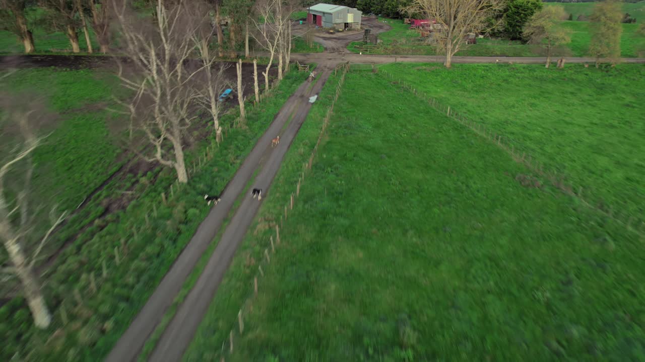 Aerial view of New Zealand's idyllic farmland, showcasing rolling green pastures, a winding country road, and a serene rural landscape.