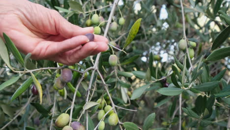 woman's hand picking olive from tree branch in a cultivation