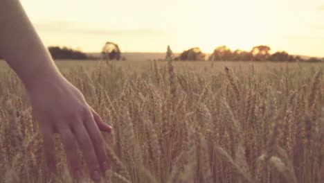 hand in a wheat field at sunset