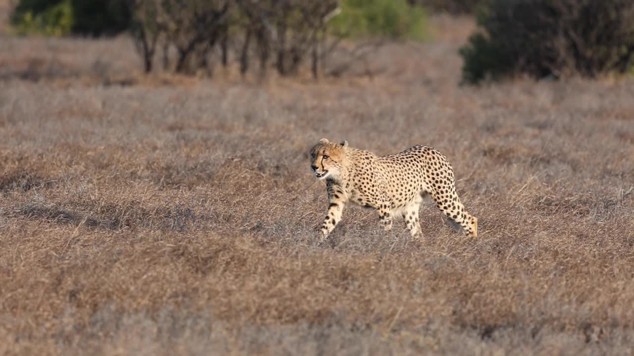 un clip de cámara lenta de un joven guepardo caminando en luz dorada en la reserva de caza de mashatu, botswana